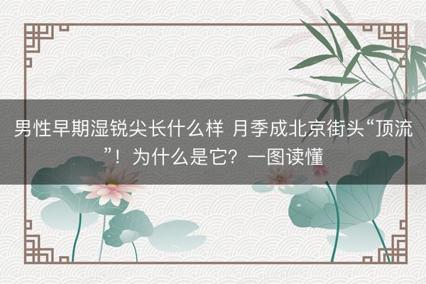 男性早期湿锐尖长什么样 月季成北京街头“顶流”！为什么是它？一图读懂